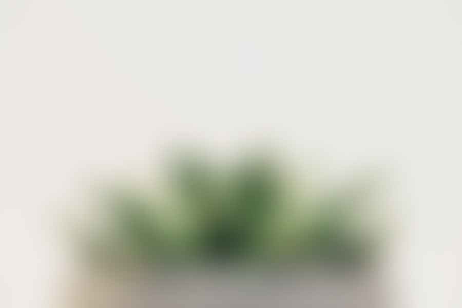 indoor plants for meditation space